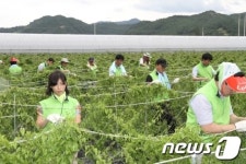 한농公 전남본부, 태풍피해복구에 전직원 총력전