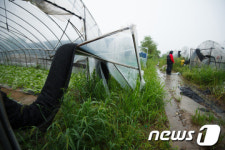 엿가락 처럼 휜 비닐하우스 골조
