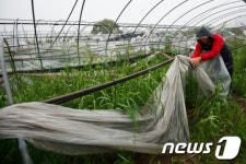 날아간 비닐하우스
