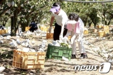 전남 나주시, 태풍피해 낙과배 판매촉진에 총력전