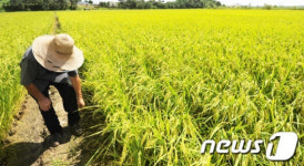 성큼 다가온 가을에 분주한 농부