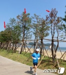 포항북부해수욕장 해송이 죽고 있다