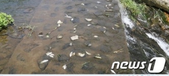 공주시 우성면 방흥리 먹방골 천 물고기폐사