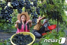 잘 여문 산머루