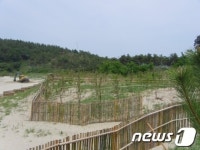 신안 자은도 해안방재림, 전국 최우수