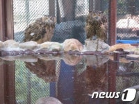 충남도 산림환경연구소, 천연기념물 수리부엉이 공개