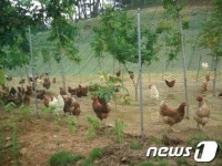 전남 동물복지 축산 1호 화순 다솔농장의 성공기