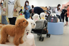 프린트베이커리, 반려동물과 함께하는 디어 프렌드 전시 개최