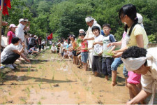 서부공원사업소, 내달 2일 어린이 모내기 체험