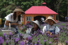 포천 허브아일랜드 힐링축제 발길