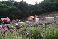 포천 허브아일랜드 힐링축제 발길