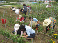 연수구, 행복나눔 텃밭 수확물 나눔행사 진행