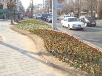 남구, 가로변 녹지대에 팬지 등 봄꽃 4만여본 식재