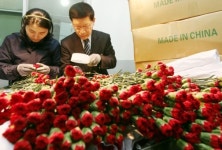 수입 카네이션 병해충 유무 검사