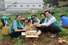 새마을운동 광주지회 사랑의 감자 캐기 행사