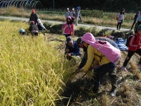 市, 초등생 대상 벼베기 체험