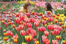 봄의 절정… 꽃과 호수, 신한류 예술의 합창