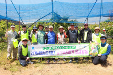경기신보, 김포 배농장서 농촌 일손돕기
