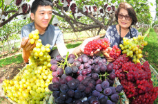 송알송알 탐스럽게 익은 삼색포도