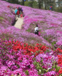 철쭉동산서 봄기운 만끽