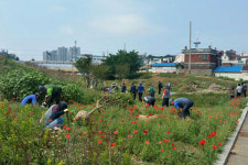 동구, 배다리 산업도로 미개설 부지에 배롱나무 심어
