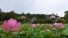 백령도 연꽃마을에서 더위를 날리자