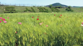 한국 전쟁 시작된 곳… 길마다 동화·예술 피어나다
