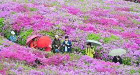27일 철축축제 활짝… 분홍빛에 설레는 군포