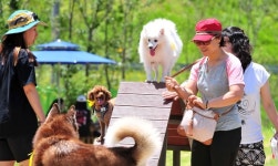 사람도 반려견도 즐거운 공원 나들이