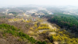 산수유 1만7천그루 노란 꽃물결… 이천 백사면 구경 오세요