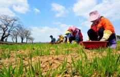 청명한 하늘 아래 싹튼 푸른 보리