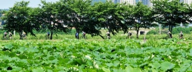 시흥에서 연꽃엔딩 즐기는 자전거 라이더들