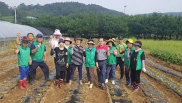 광주 남한산성면 새마을가족 하번천리에서 배추 모종심기