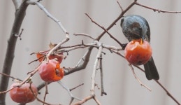 까치밥 먹는 직박구리