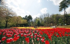 의정부 직동공원 튤립 4만그루 시민힐링 제공