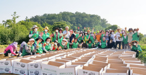 과천시새마을회 회원 50여 명 선바위 경작지에서 감자 수확