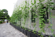 에너지절감부터 미세먼지까지 낮추는 그린커튼(Green Curtain)