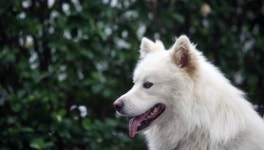 ‘주의·예방은 필수’ 우리집 반려견·반려묘 심장사상충 관리해요