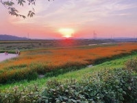 자유로 끝에 펼쳐진 코스모스 꽃밭 문산천변으로 오세요
