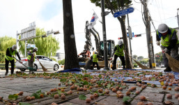 악취방지 은행털기