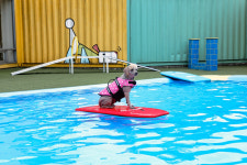 반려견도 함께 떠나요! 함께라서 더 즐거운 반려견 동반 여행지