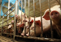 경기도, 연말까지 전 양돈농가에 내·외부 울타리 등 방역시설 설치 당부