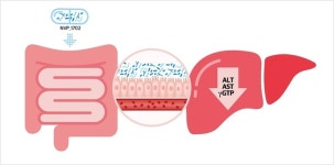 지방간도 유산균으로 관리…엔비피헬스케어, 간 기능 개선 프로바이오틱스 식약처 인정