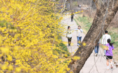 [포토] 노란 개나리가 만개