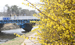 [포토] 진짜 봄이 왔어요