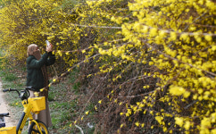 [포토] 개나리 보다 잠시 멈춰서...