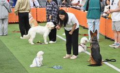 모든 반려동물 영업장 CCTV 의무화…농식품부, 동물보호법 시행령 개정