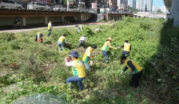 신천지자원봉사단 용인지부, 신갈천 생태계 위협 외래식물 퇴치 ‘한창’