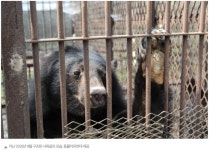 여주 곰 사육농장서 새끼 반달가슴곰 불법증식 정황