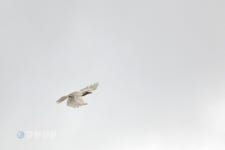 전설속의 흰까마귀 정선에 출현